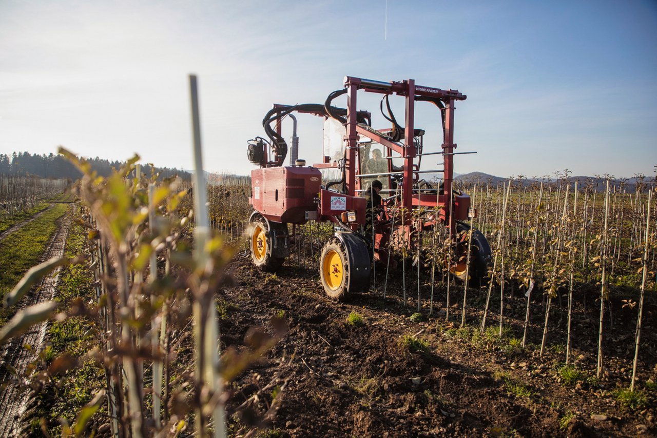 Die Toni Suter Baumschule Gartenbau AG kultiviert auf einer Fläche von 12,5 Hektaren Bäume. Zum Sortiment gehören 500 Apfelsorten, 200 Birnensorten, 100 Kirschensorten und 70 Pflaumen- und Zwetschgensorten. Bild: Gian Vaitl