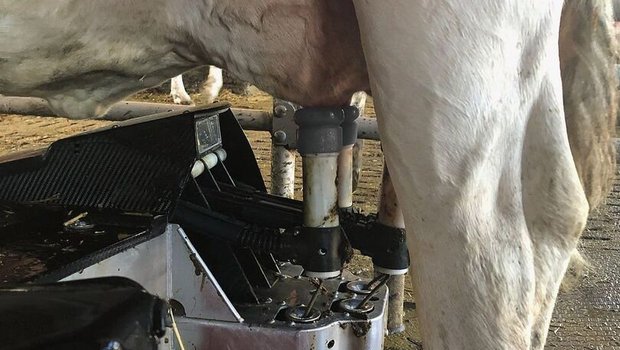 Eutergesundheit im Melkroboter Detailaufnahme eines Kuheuters, das mit dem Melkroboter gemolken wird.