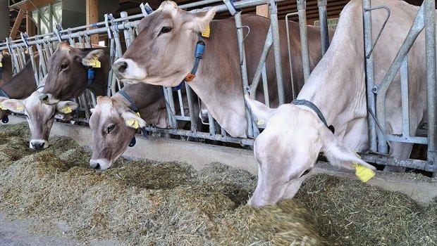 Braunvieh steht am Fanggitter und frisst Silage, die auf dem Futtertisch liegt.