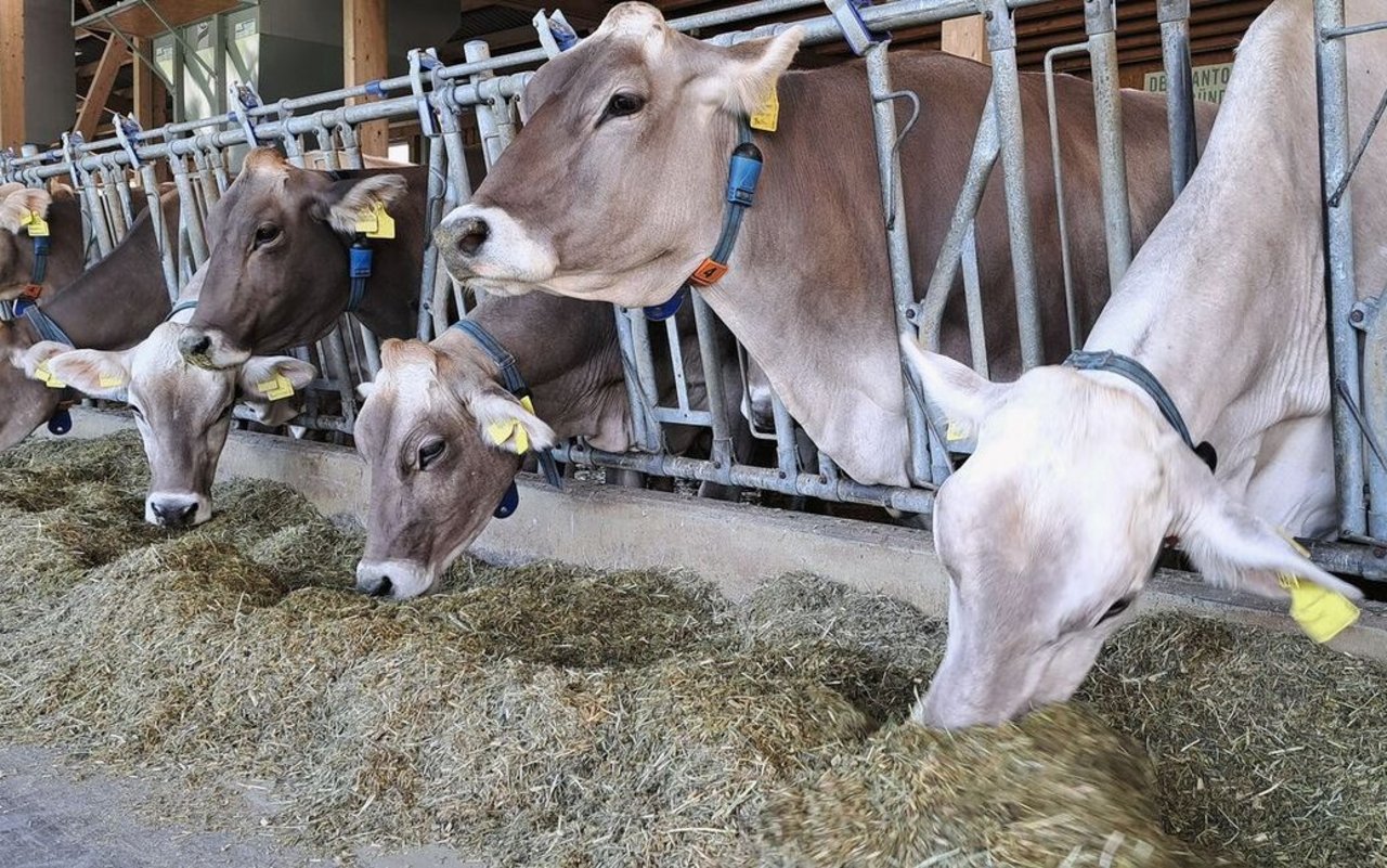 Braunvieh steht am Fanggitter und frisst Silage, die auf dem Futtertisch liegt.