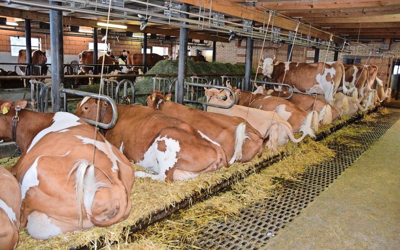 Nach der Versammlung gab es einen Besuch auf dem schönen Betrieb von Bernhard und Rita Hadorn in Schangnau BE.