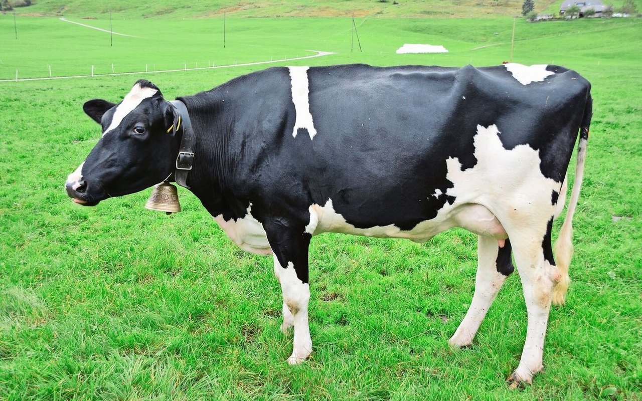 Eine weitere eindrückliche Kuh bei Salzmanns: die frisch abgekalbte Longfield Jacoby Hortensie (43 44 93).   