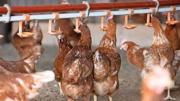 Wichtig ist, dass die Tiere beim Trinken den Hals leicht strecken.