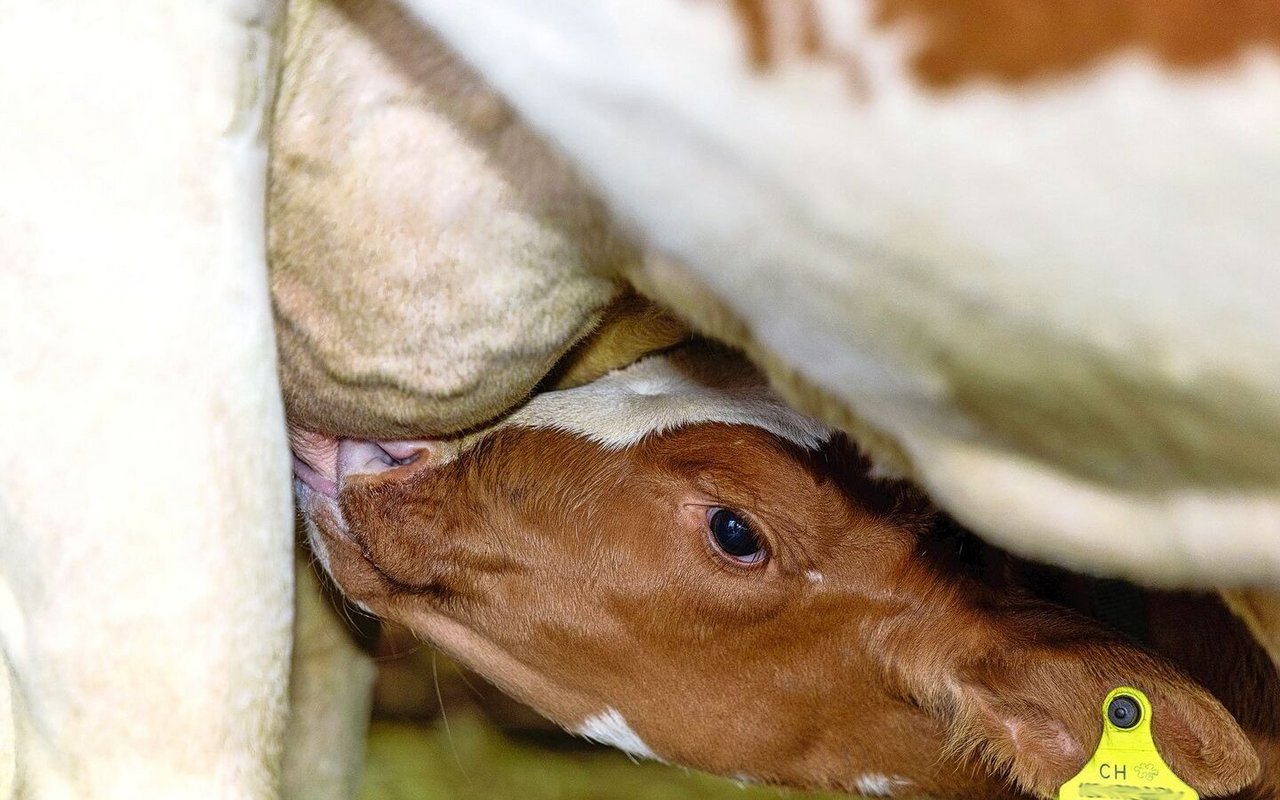 Eine gute Bindung zur Mutterkuh ist unter anderem entscheidend dafür, dass das Kalb genug trinkt. 