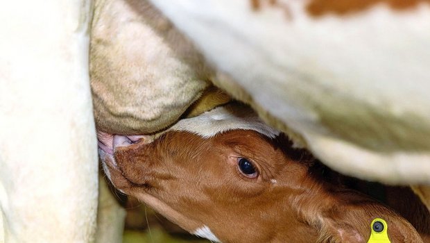 Eine gute Bindung zur Mutterkuh ist unter anderem entscheidend dafür, dass das Kalb genug trinkt. 