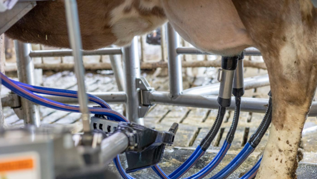 Rund 187 Melkungen absolviert der Melkroboter in 24 Stunden. Dabei muss das gesamte System möglichst reibungslos funktionieren.