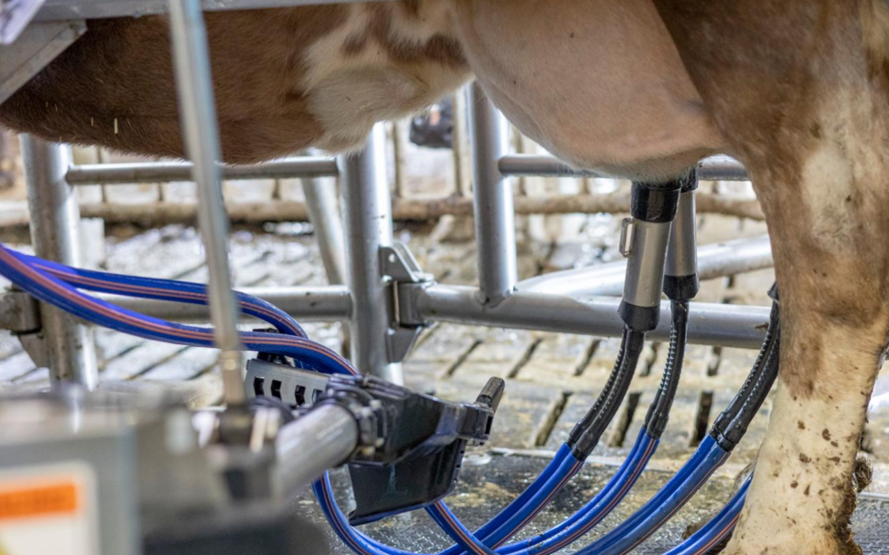 Rund 187 Melkungen absolviert der Melkroboter in 24 Stunden. Dabei muss das gesamte System möglichst reibungslos funktionieren.