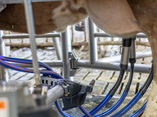 Rund 187 Melkungen absolviert der Melkroboter in 24 Stunden. Dabei muss das gesamte System möglichst reibungslos funktionieren.