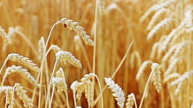 Food Overshoot Day Schweiz Getreideähren auf dem Feld.
