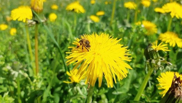 Honigbiene auf einer Löwenzahnblüte.