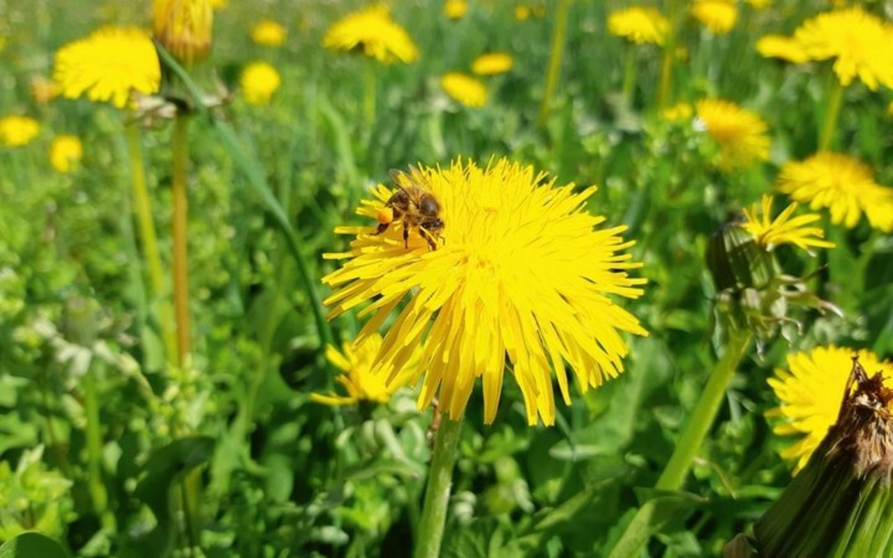 Honigbiene auf einer Löwenzahnblüte.