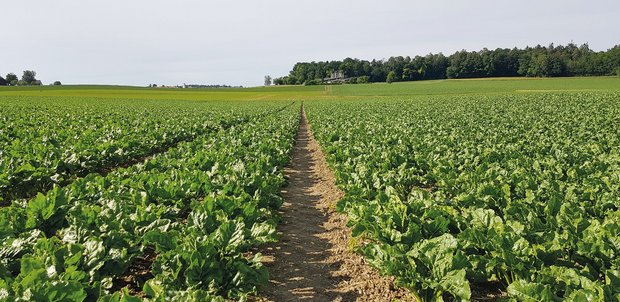 Zuckerrüben: Zu früh gegen Cercospora spritzen schadet Nach Reihenschluss entsteht in den Zuckerrübenfeldern oft ein Mikroklima, welches günstig für Cercospora-Blattflecken ist. Gezielte Fungizidbehandlungen helfen, den Ertrag zu sichern und Resistenzen vorzubeugen.Bild: zVg
