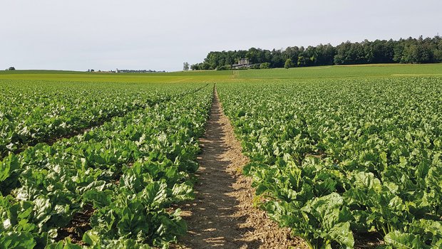 Nach Reihenschluss entsteht in den Zuckerrübenfeldern oft ein Mikroklima, welches günstig für Cercospora-Blattflecken ist. Gezielte Fungizidbehandlungen helfen, den Ertrag zu sichern und Resistenzen vorzubeugen.Bild: zVg