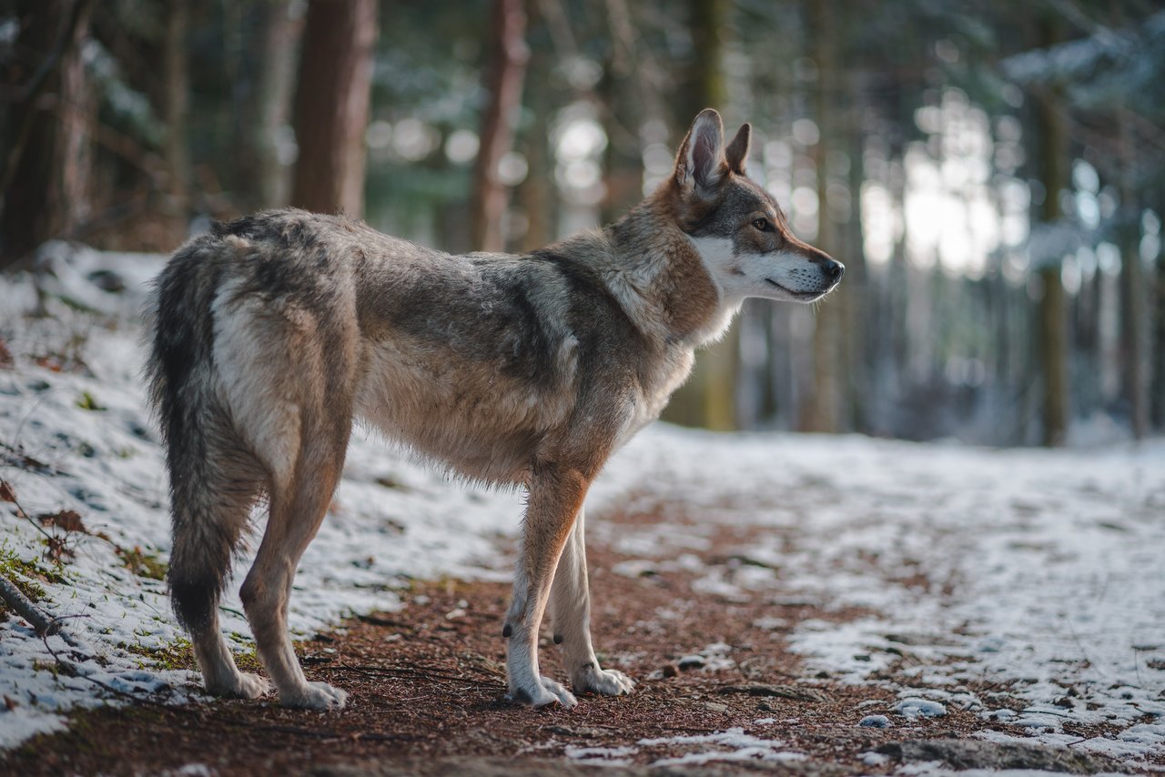 Der Wolf wird in der Schweiz zunehmend zum Problem. (Bild Unsplash)