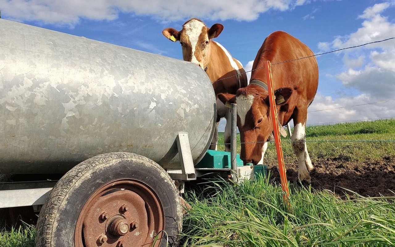 Zwei Rinder stehen vor einem Tränkefass auf der Weide.