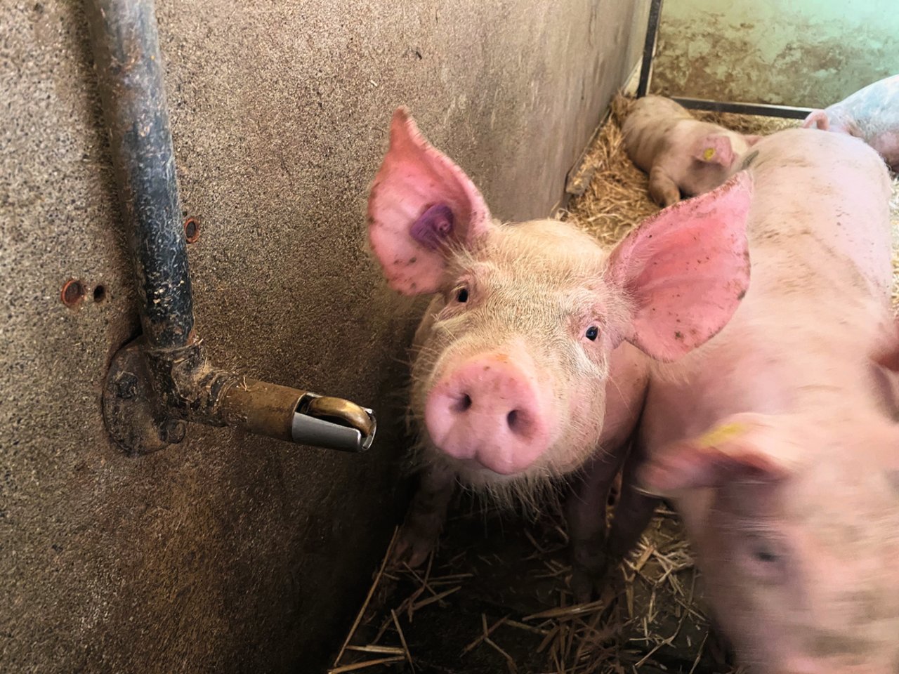 Wasser ist ein wichtiges Futtermittel und darf bei Problemen im Schweinestall nicht vernachlässigt werden. Schweine brauchen permanent Zugang zu sauberem Wasser. Bild: Suisag