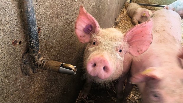 Wasser ist ein wichtiges Futtermittel und darf bei Problemen im Schweinestall nicht vernachlässigt werden. Schweine brauchen permanent Zugang zu sauberem Wasser. Bild: Suisag