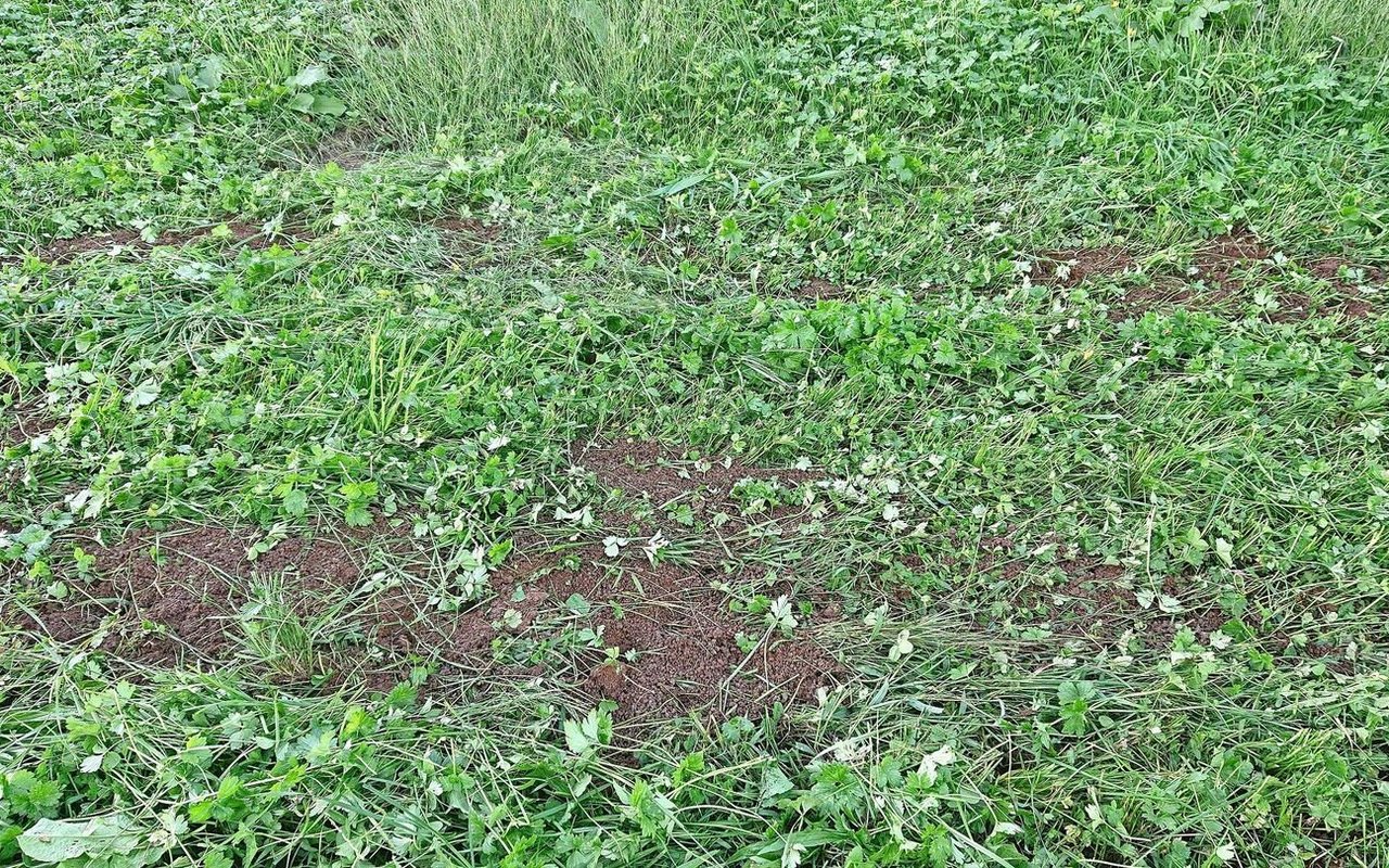 Im Herbst noch qualitativ gute Silage zu produzieren, ist oft schwierig, weswegen einige Punkte beachtet werden müssen. Bild: BBZN
