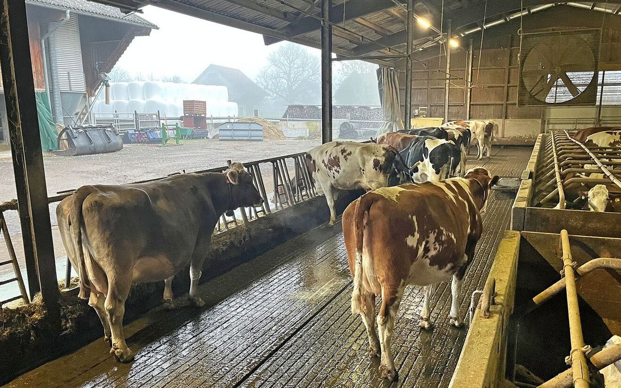 Stand Dezember 2025: Die Kühe haben guten Halt, der Harn fliesst ab.