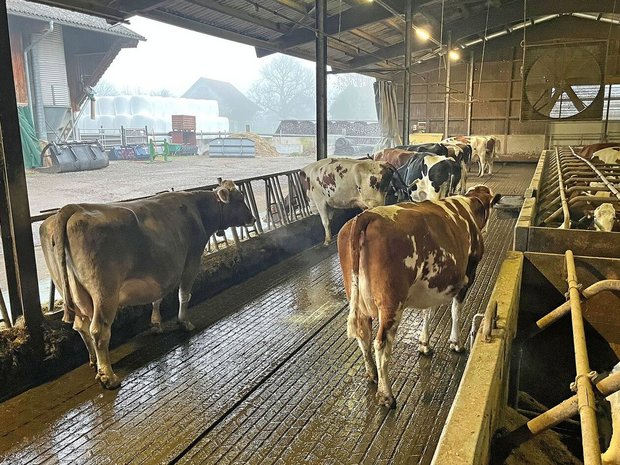 Stand Dezember 2025: Die Kühe haben guten Halt, der Harn fliesst ab.