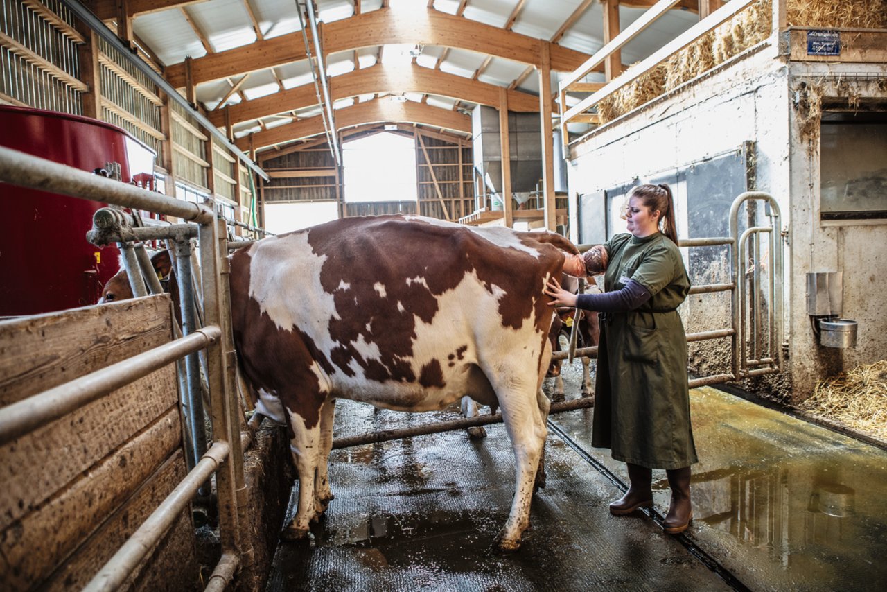 Beim Besamen sitzt jeder Handgriff: Sonja Geiser arbeitet seit über vier Jahren in einem 80-Prozent-Pensum für Swissgenetics. Bild: Pia Neuenschwander