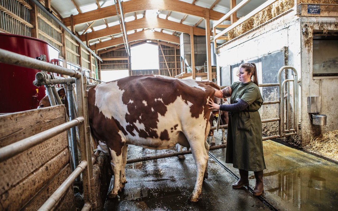 Beim Besamen sitzt jeder Handgriff: Sonja Geiser arbeitet seit über vier Jahren in einem 80-Prozent-Pensum für Swissgenetics. Bild: Pia Neuenschwander