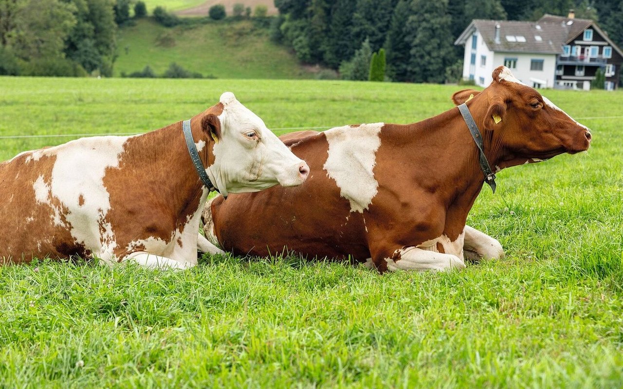 zwei liegende Kühe