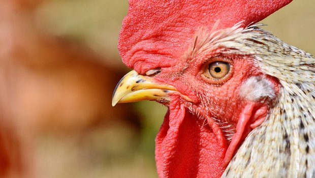 Die Vogelgrippe verläuft bei Geflügel oft tödlich. (Bild Pixabay)