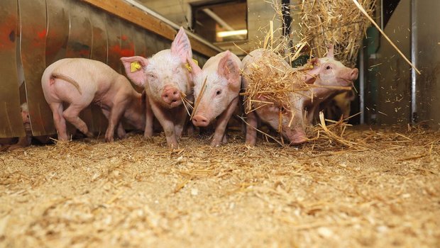 Abgesetzte Ferkel stehen in ihrer Bucht, als von oben Stroh eingestreut wird, das die Ferkel in der Nase piekt.