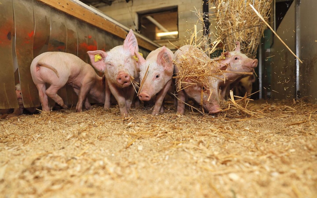 Abgesetzte Ferkel stehen in ihrer Bucht, als von oben Stroh eingestreut wird, das die Ferkel in der Nase piekt.