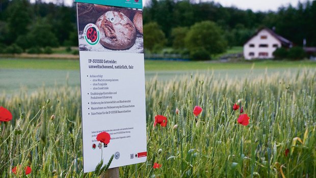 Ein Aargauer IP-Getreidefeld: Nun könnten die Bäuerinnen und Bauern mit pestizidfreiem Anbau noch einen Schritt weiter gehen.(Bild Ruth Aerni)