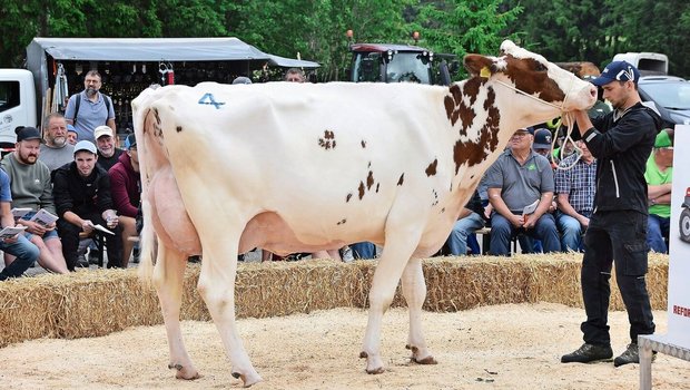 Sie war schon einmal an der Bernischen Eliteschau: Die Traumkuh Marchhuus Jordy Andalusia von Didier Lerch aus La Tanne war einem Käufer 4600 Franken wert.