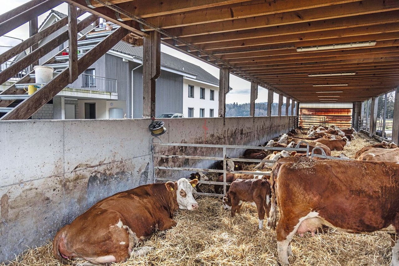 Die Abkalbebucht ist direkt bei der Herde – zu der auch ein Muni gehört. Der Stall ist hell und luftig, was gut für die Tiergesundheit ist.