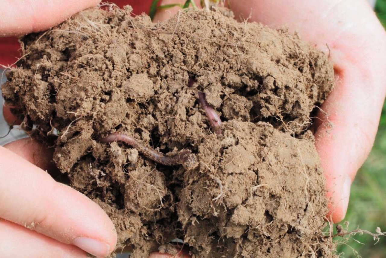 Bei intakter Bodenstruktur können Pflanzen den Boden leicht durchwurzeln und Wasser und Sauerstoff sind in den Poren verfügbar. Bild: Bettina Koster