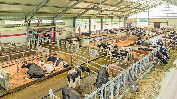 Armin Högenauer überlässt nichts dem Zufall: Sein Laufstall mit Platz für 80 Kühe mit Melkroboter.