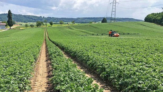 Damit PhytoPRE noch Damit PhytoPRE noch zuverlässiger funktioniert, sollten mehr ProduzentInnen ihre Kraut- und Knollenfäule-Befallsmeldungenim Programm eintragen.