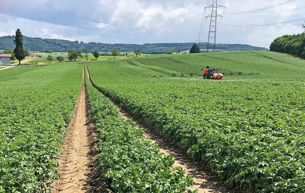 Damit PhytoPRE noch Damit PhytoPRE noch zuverlässiger funktioniert, sollten mehr ProduzentInnen ihre Kraut- und Knollenfäule-Befallsmeldungenim Programm eintragen.