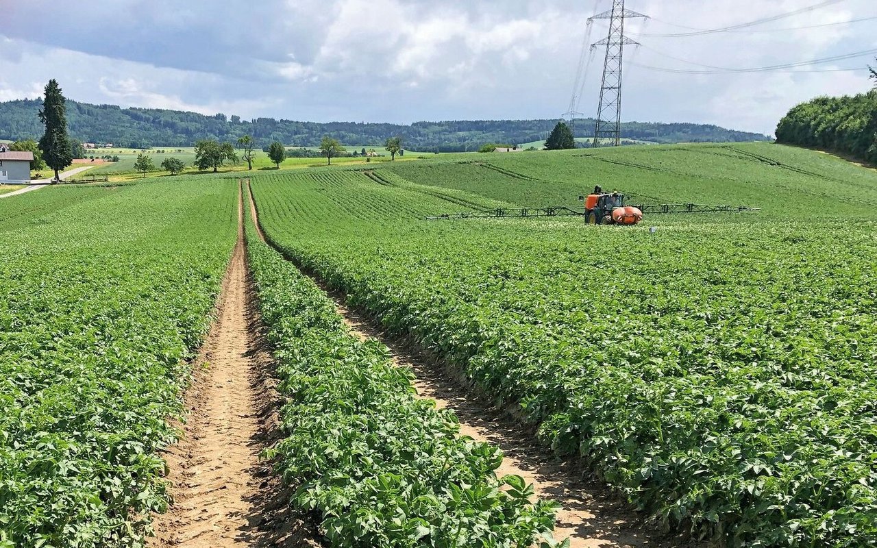 Damit PhytoPRE noch zuverlässiger funktioniert, sollten mehr ProduzentInnen ihre Kraut- und Knollenfäule-Befallsmeldungenim Programm eintragen.