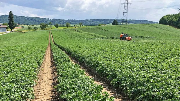 Damit PhytoPRE noch Damit PhytoPRE noch zuverlässiger funktioniert, sollten mehr ProduzentInnen ihre Kraut- und Knollenfäule-Befallsmeldungenim Programm eintragen.