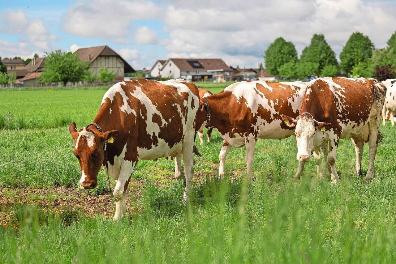 Die Milchproduktion ist der Hauptbetriebszweig der Familie Kunz. Das soll auch in Zukunft so bleiben.