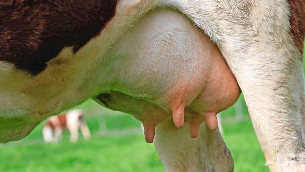 Eine gute Eutergesundheit ist essenziell für leistungsfähige Milchkühe. Die häufigste und kostenintensivste Erkrankung ist Mastitis.