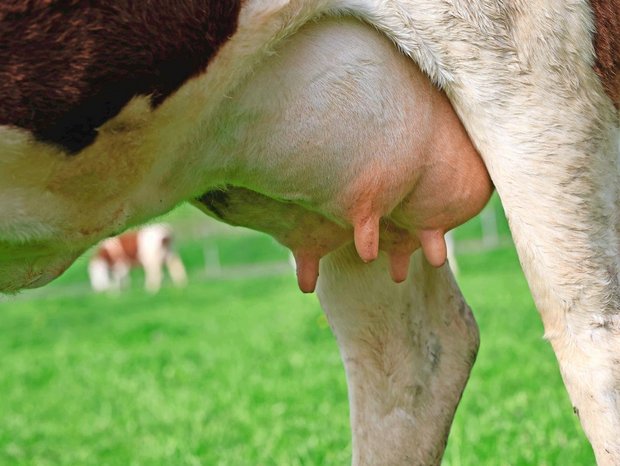 Eine gute Eutergesundheit ist essenziell für leistungsfähige Milchkühe. Die häufigste und kostenintensivste Erkrankung ist Mastitis.