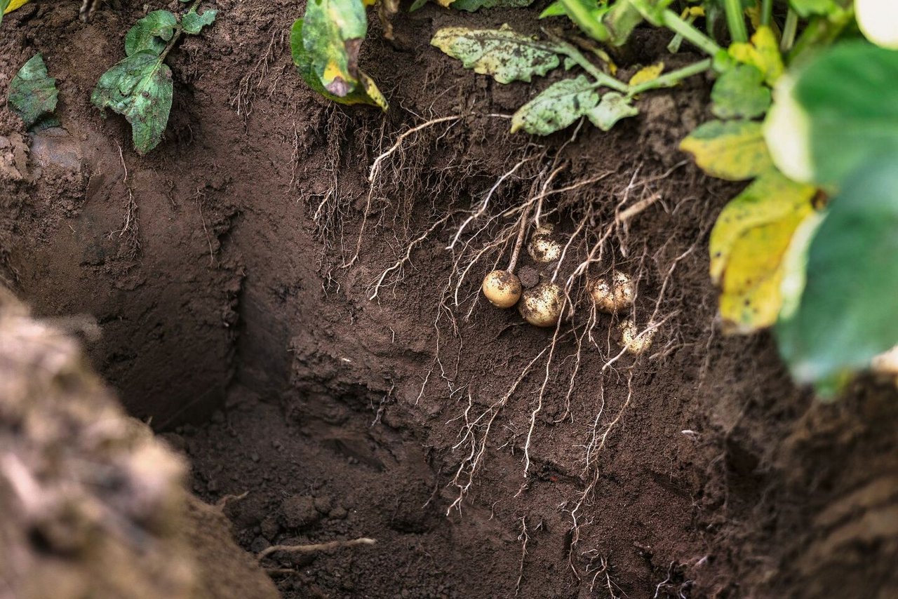 Am 7. Juli waren die Kartoffeln der Sorte Markies schön entwickelt. Der Boden ist krümelig, die Wurzeln können das Wasser gut aufnehmen.
