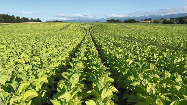 Trotz einem eigentlich schwierigen Pflanzenbaujahr hatte Reto Minder in Jeuss 2021 das schönste Tabakfeld weit und breit.Alle vier bis fünf Jahre lässt er seine Boden nach Kinsey analysieren und erhält Düngeempfehlungen.