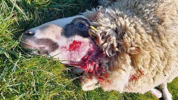 Totes Schaf: Nicht i Totes Schaf: Nicht immer ist klar, ob die Rissspuren von einem Wolf stammen.