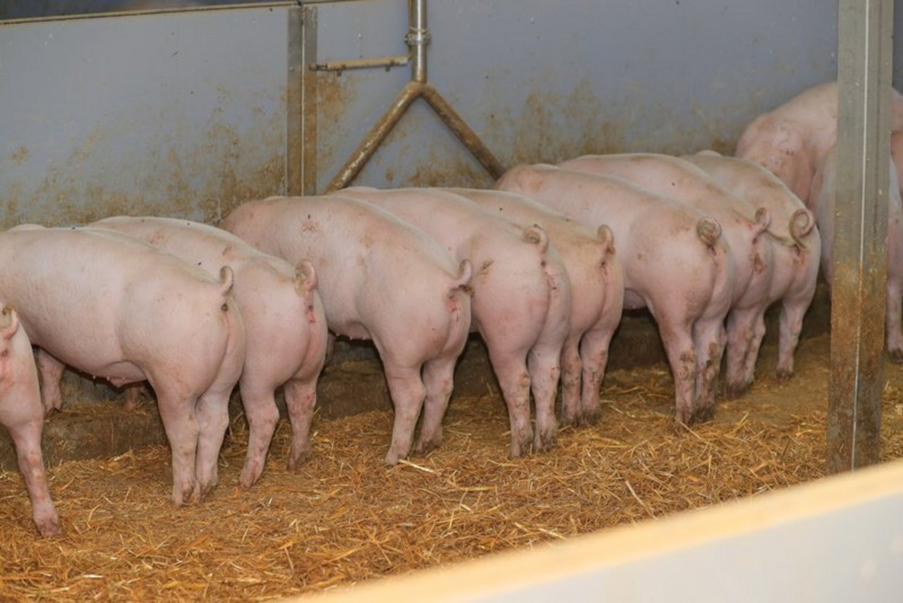 Wegen der neuen Bedingungen per 2021 kommen laut Suisseporcs Mehrleistungen mit weniger Entschädigung auf die Produzenten zu. (Bild Peter Röthlisberger /BauZ)