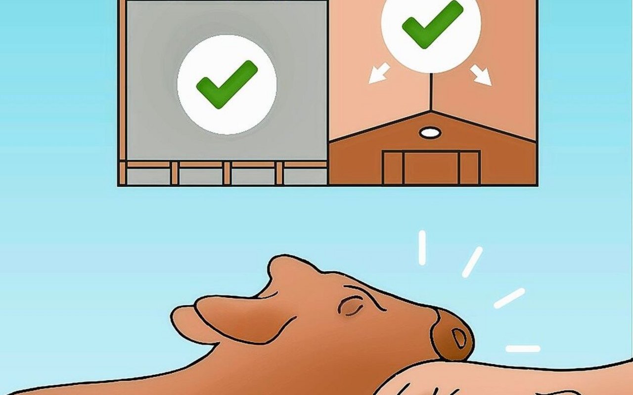 Die Tiere zeigen die Brunst sowohl im Stall als auch im Auslauf.