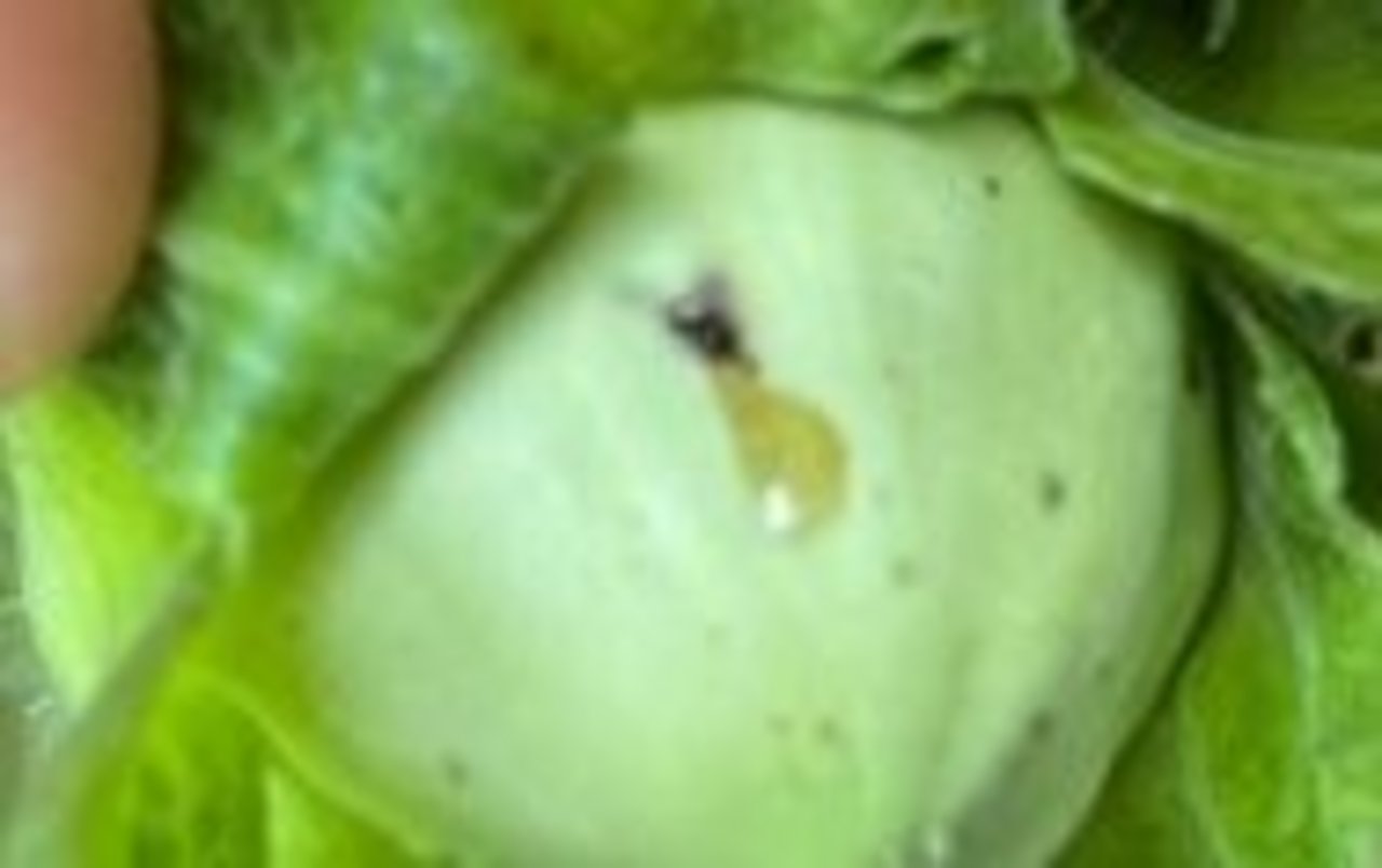 Erste Symptome der Braunfleckenkrankheit sehen aus wie Insektenstiche. 