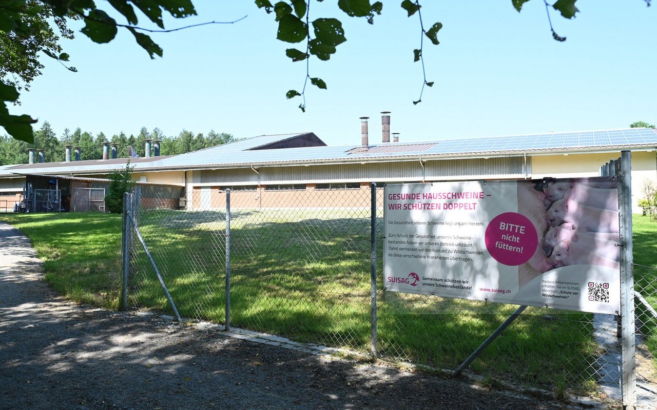 Rund um einen Schweinestall ist ein Zaun erreichtet. Ein Plakat am Zaun weist darauf hin, dass die Schweine nicht gefüttert werden sollten.