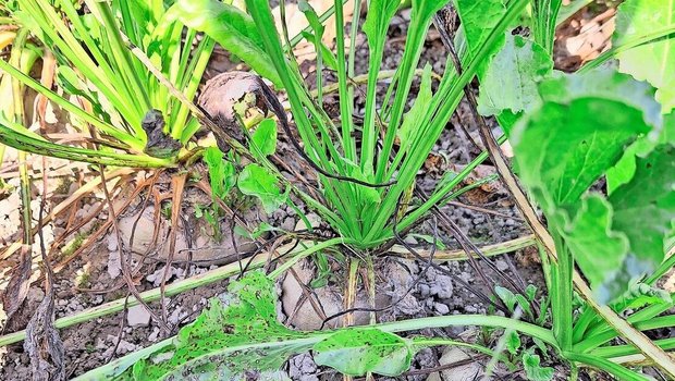 Der letztjährige sta Der letztjährige starke Cercospora-Druck sorgte vielerorts für grosse Schäden. Das Fungizid Propulse soll nun Abhilfe schaffen.